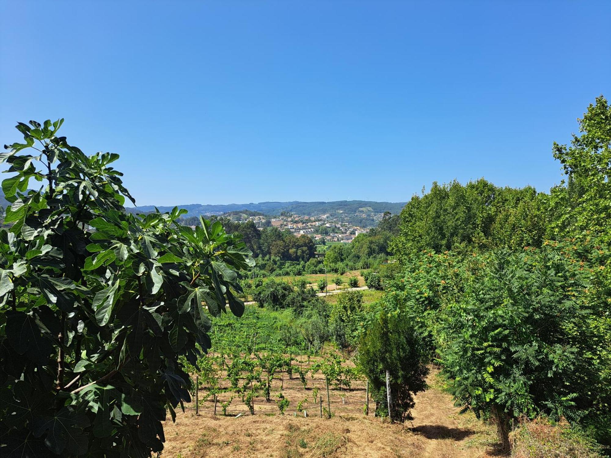 Quinta De Carcavelos Agroturismo E Enoturismo Селорику-ди-Башту Экстерьер фото